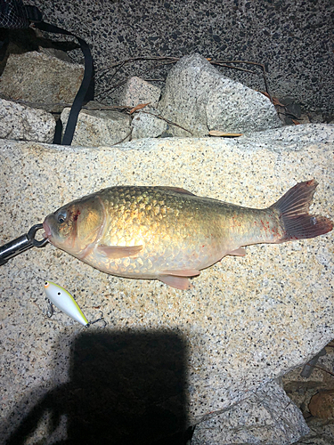 ギンブナの釣果