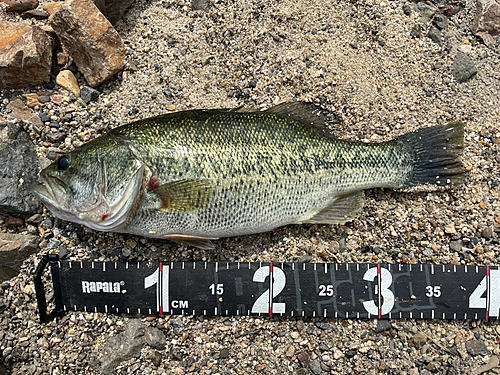 ブラックバスの釣果