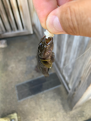 ハゼの釣果