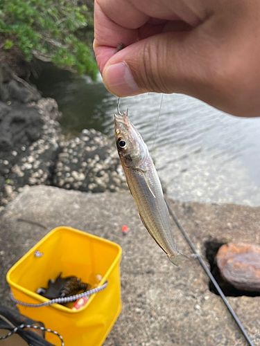 シロギスの釣果