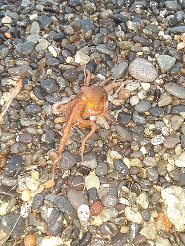 タコの釣果