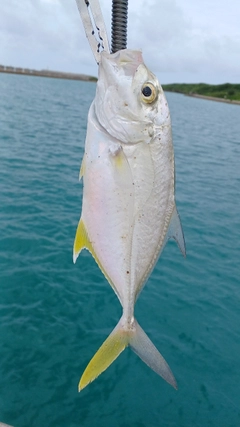 メッキの釣果