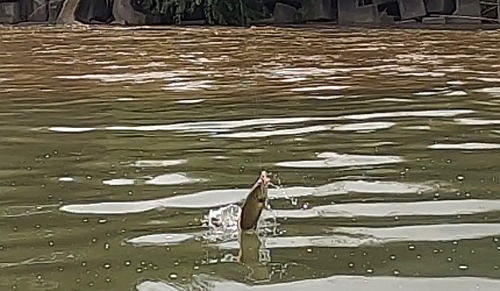 スモールマウスバスの釣果