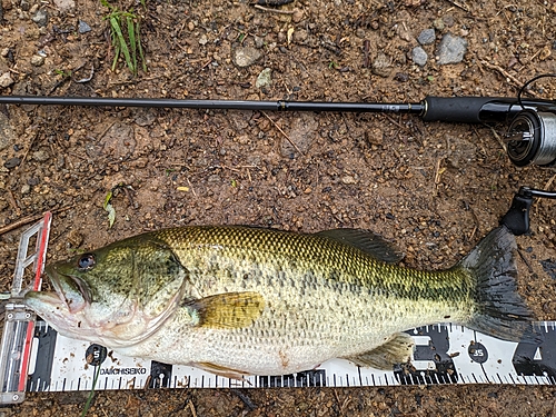 ブラックバスの釣果