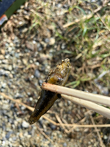 チチブの釣果