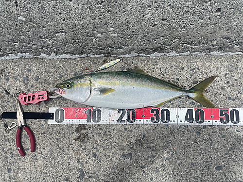 ツバスの釣果