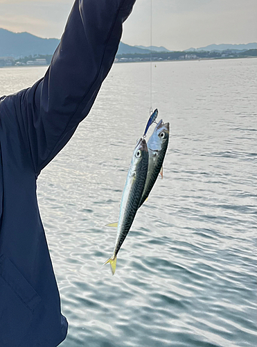 サバの釣果