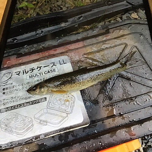 タカハヤの釣果