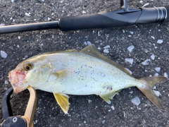 カンパチの釣果