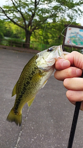 ブラックバスの釣果