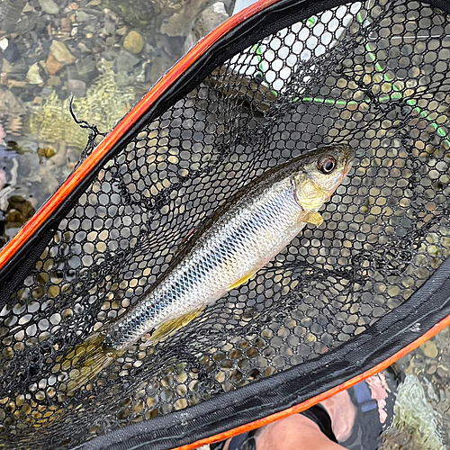 カワムツの釣果