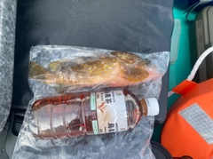 キジハタの釣果