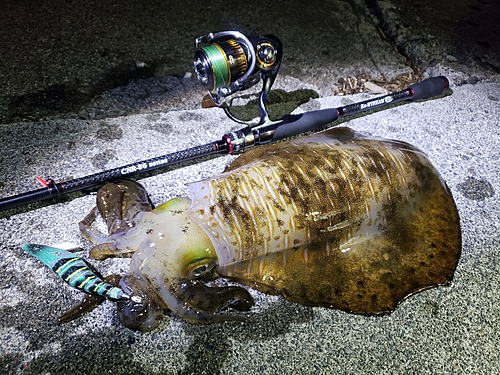 アオリイカの釣果