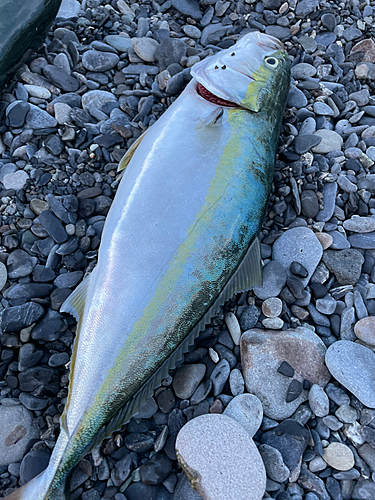 イナダの釣果