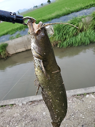 ナマズの釣果