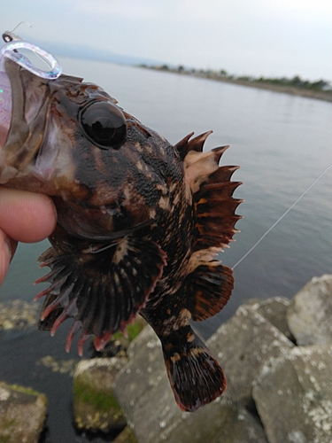 ムラソイの釣果