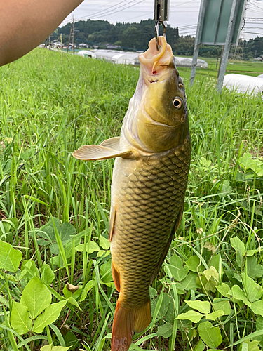 コイの釣果