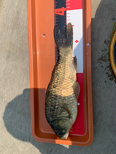 マブナの釣果