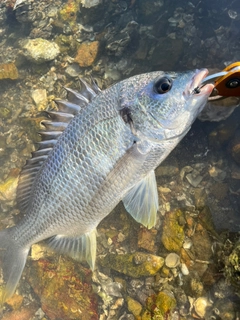 キビレの釣果