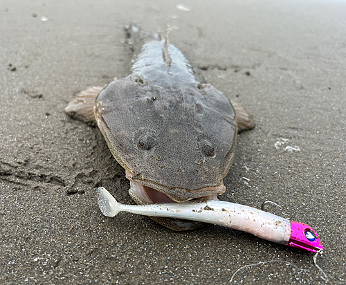 マゴチの釣果