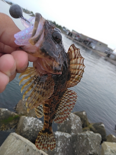 ニジカジカの釣果