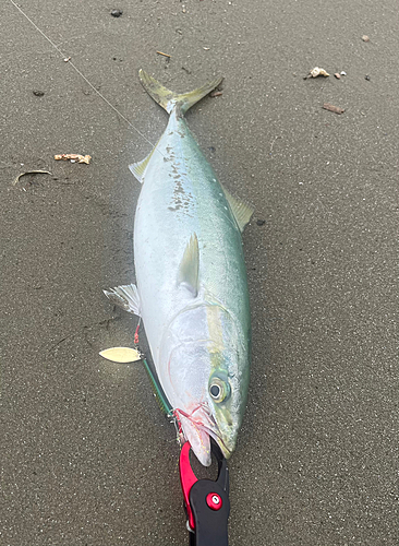 イナダの釣果