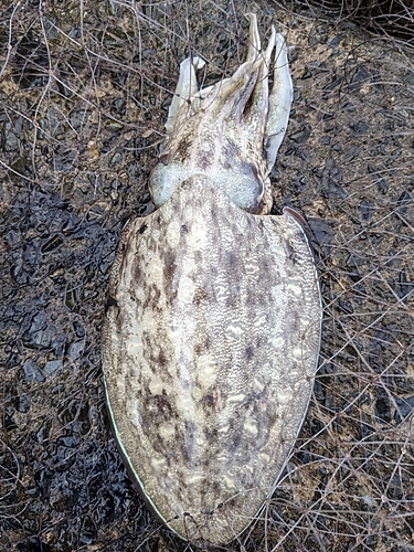 コウイカの釣果