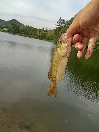 釣果