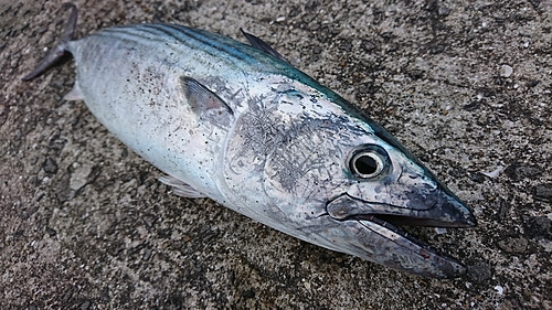 カツオの釣果