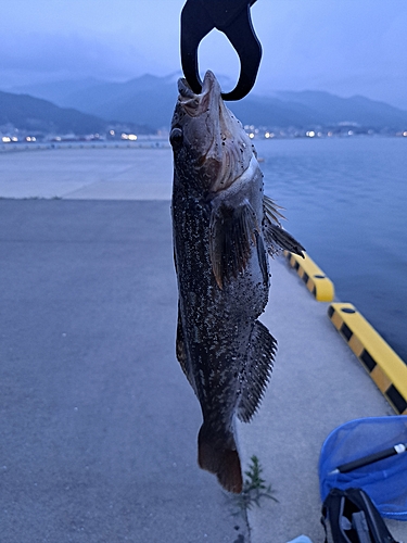 アイナメの釣果