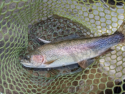 ニジマスの釣果