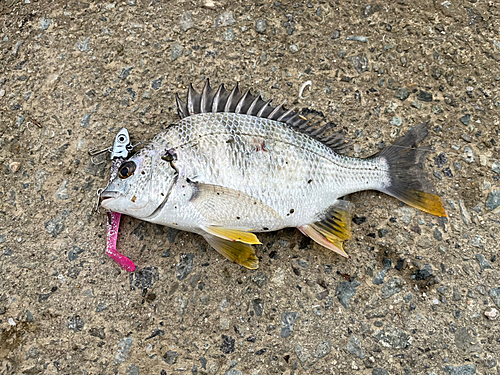 キビレの釣果