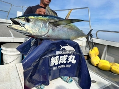 キハダマグロの釣果