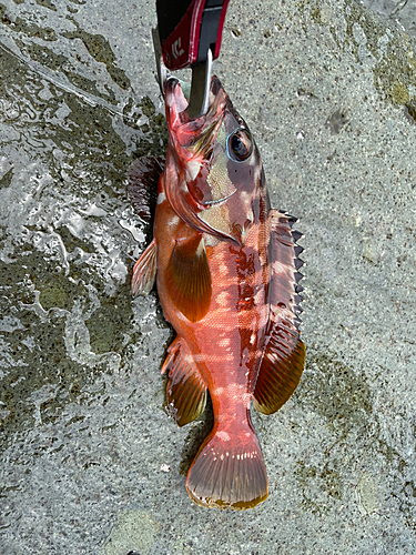 アカハタの釣果