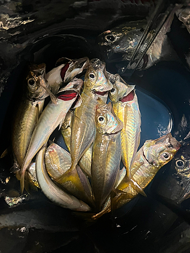 アジの釣果