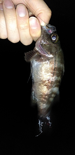 メバルの釣果