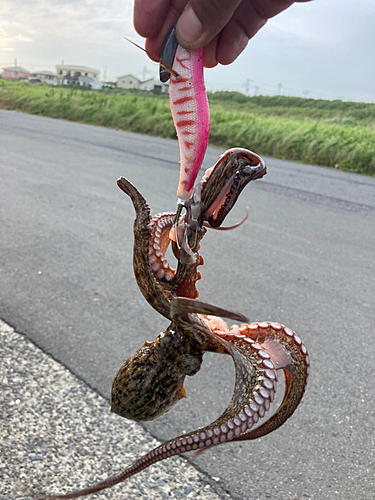 マダコの釣果