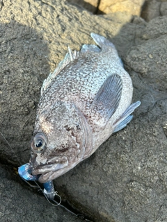 マゾイの釣果