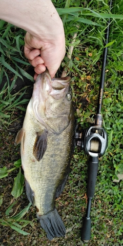 ブラックバスの釣果