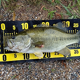 何だろ君の釣果