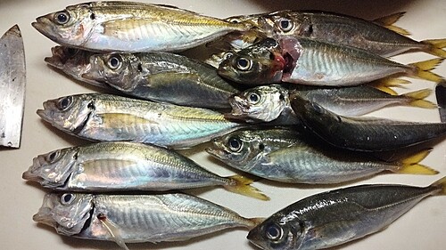 マアジの釣果