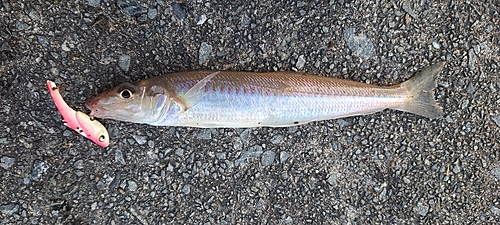 キスの釣果