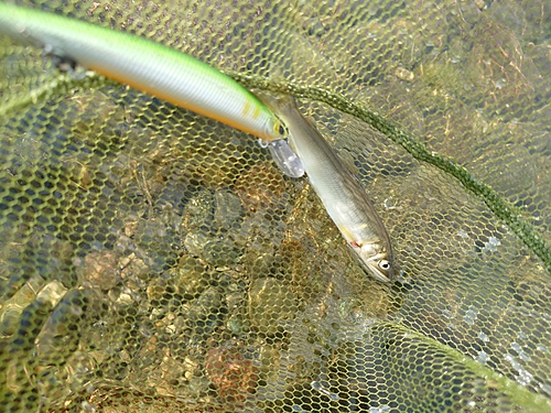 アユの釣果