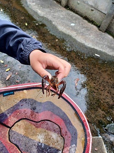 エビの釣果