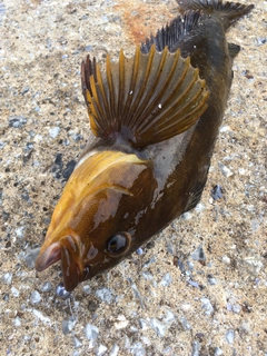 アイナメの釣果