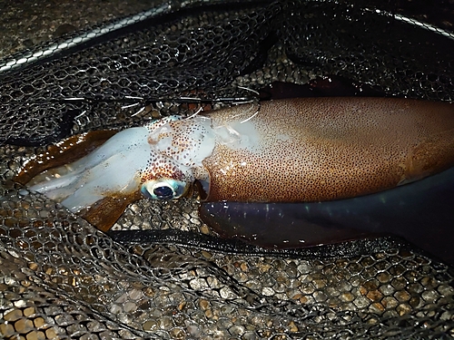 アオリイカの釣果