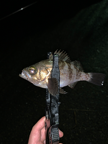 メバルの釣果