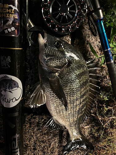 クロダイの釣果