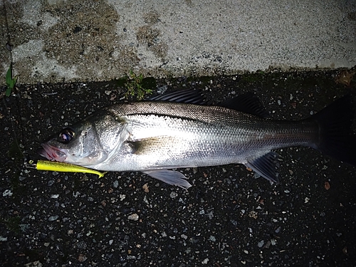 セイゴ（マルスズキ）の釣果