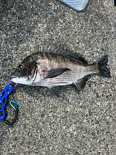 クロダイの釣果